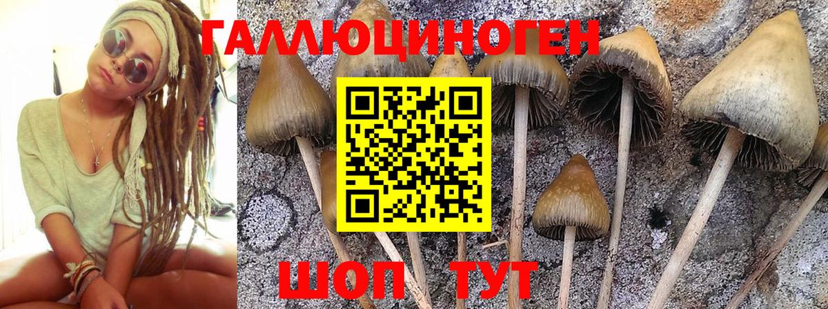 Галлюциногенные грибы Cubensis Печора